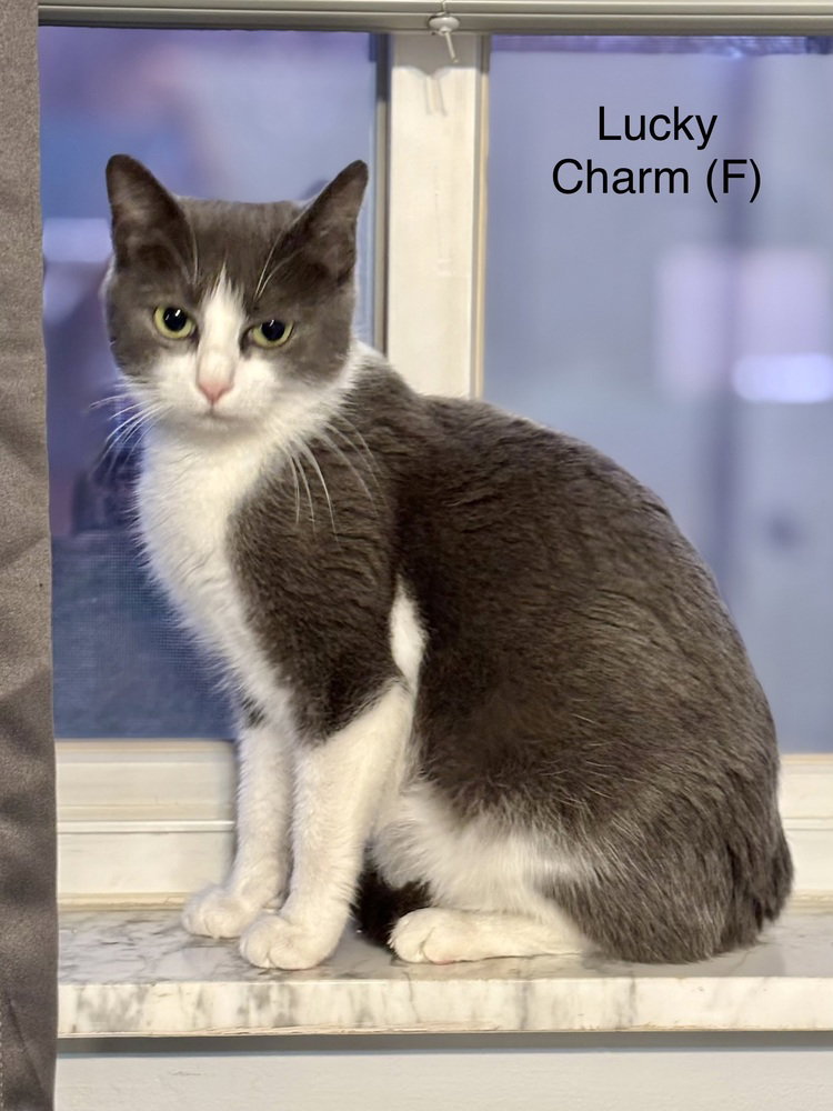 Cereal Kitty : Lucky Charm