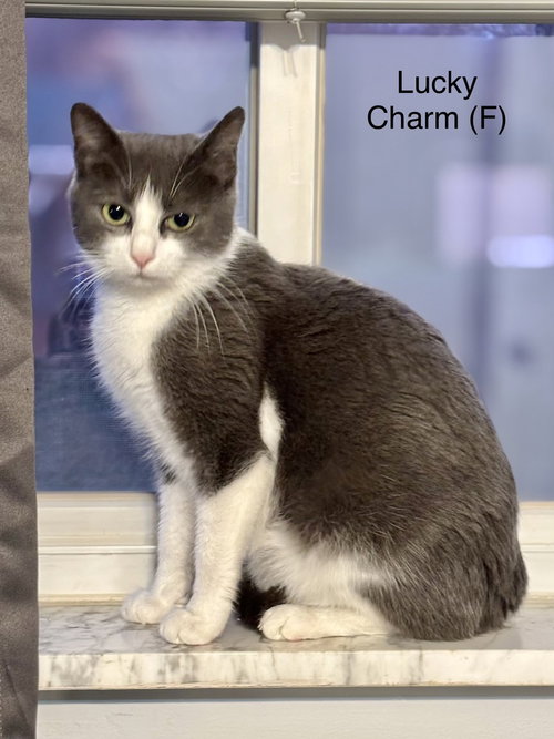 Cereal Kitty : Lucky Charm, Young Domestic Short Hair (short coat), cat for adoption in Covington, Kentucky