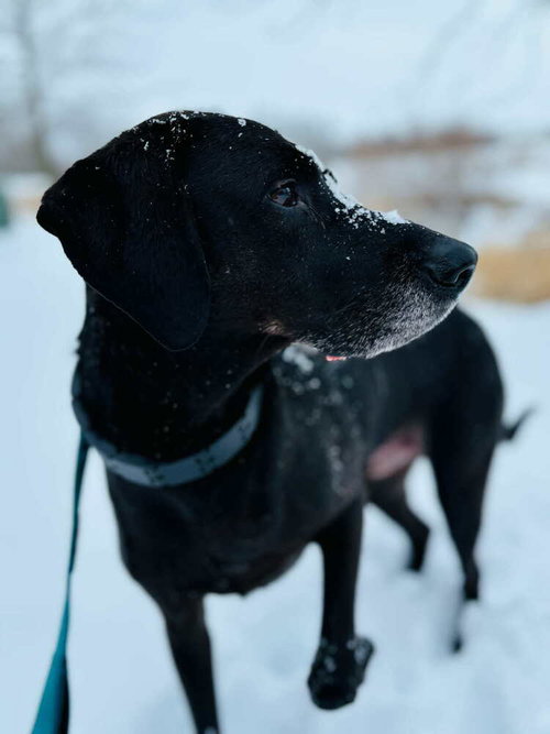 REIK (SCOUT) - Labrador Retriever available for adoption