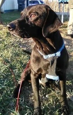 Reik (Scout)
