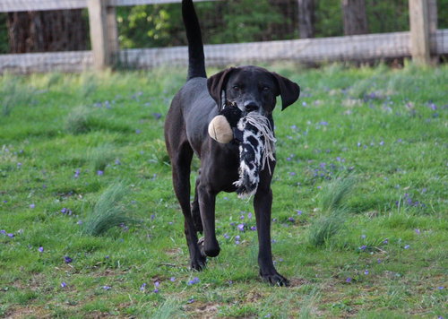 REIK (SCOUT) - Labrador Retriever available for adoption