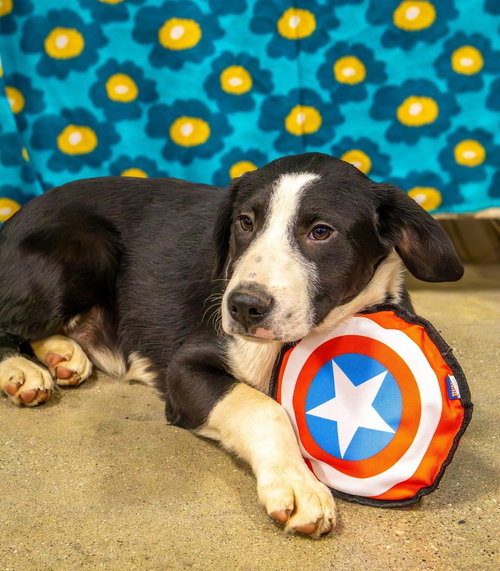 PIKE : CHOMPER - Labrador Retriever / Border Collie available for adoption