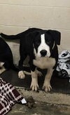 Pike : Chomper - Photo 3