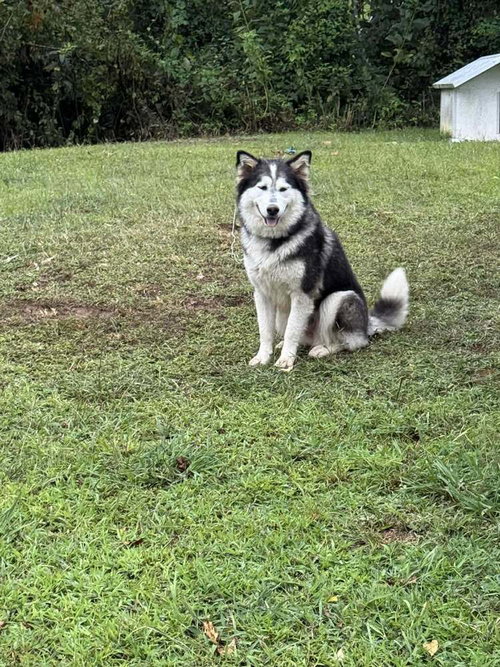 Sadie Mama, an adoptable Alaskan Malamute in Aurora, IN