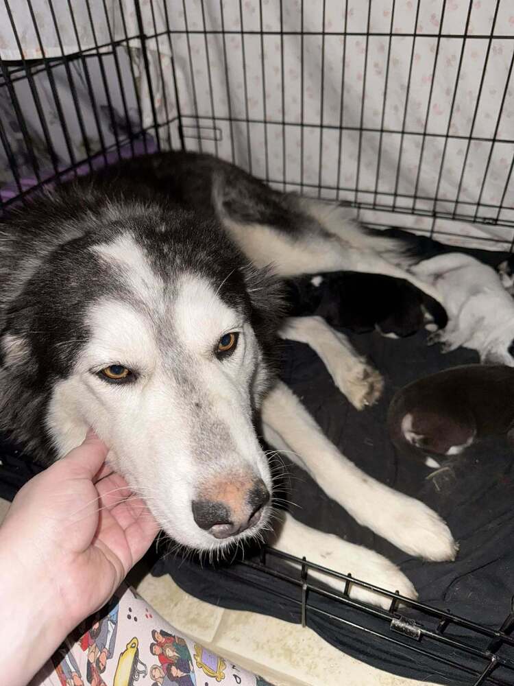 Sadie Mama