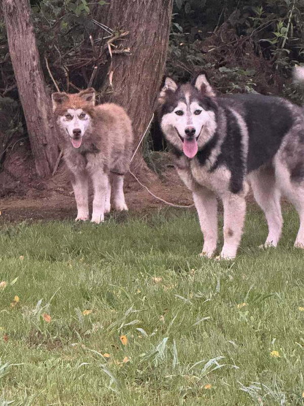 Nature Dawgs : Summit