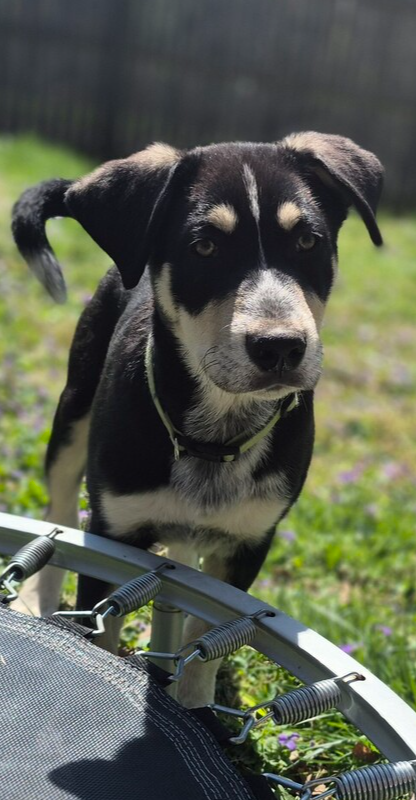 Nature Dawgs : Summit, an adoptable Alaskan Malamute in Aurora, IN