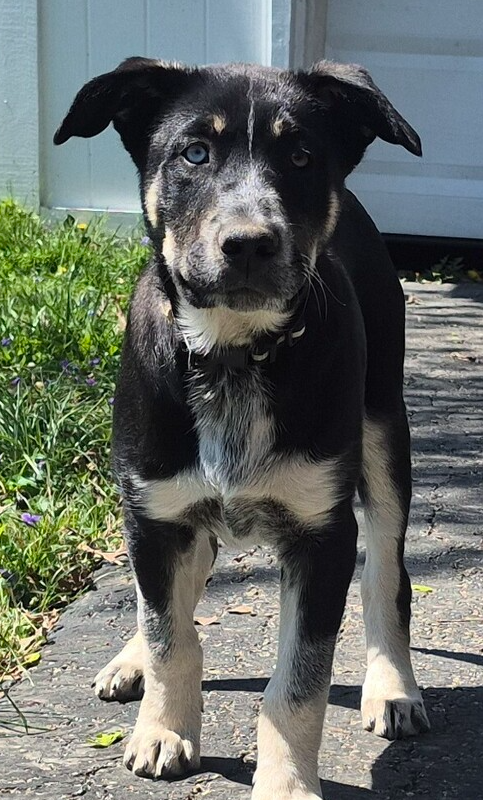 Nature Dawgs : Canyon, an adoptable Alaskan Malamute in Aurora, IN