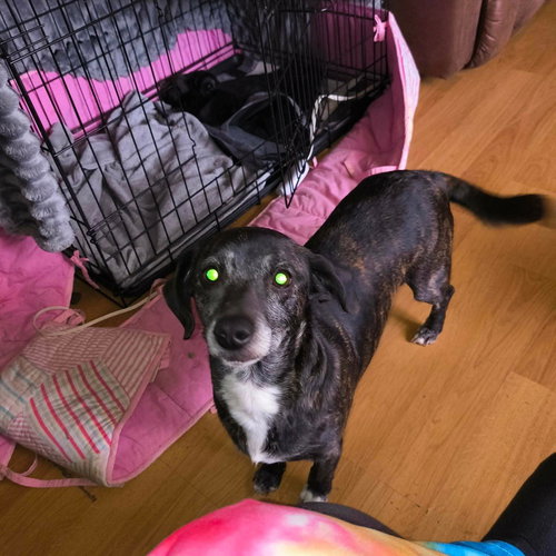 Mama Sassy, an adoptable Plott Hound in Aurora, IN