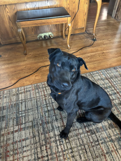 picture of the dog needing adoption