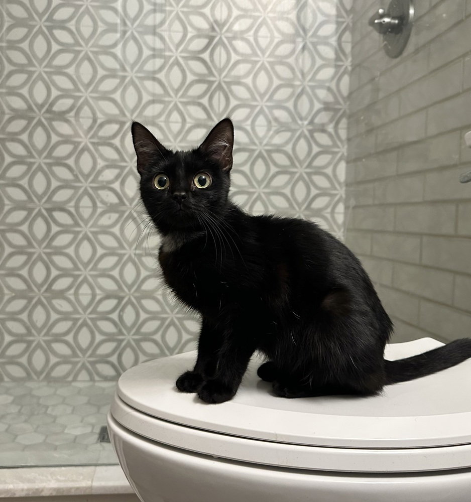 Nora Kitty Image