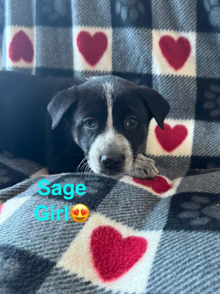 Nature Dawgs : Sage Image