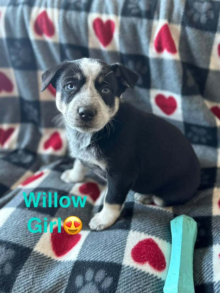 Nature Dawgs : Willow Image