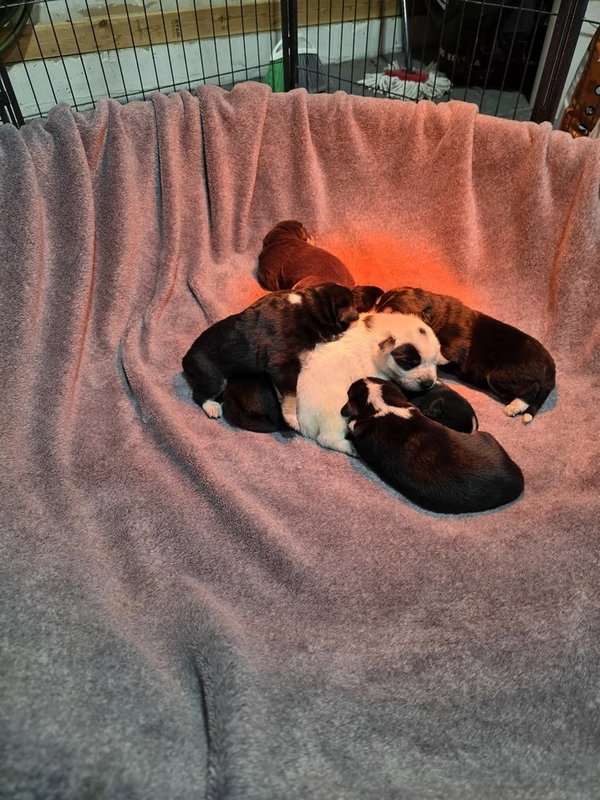 Nature Dawgs : Willow