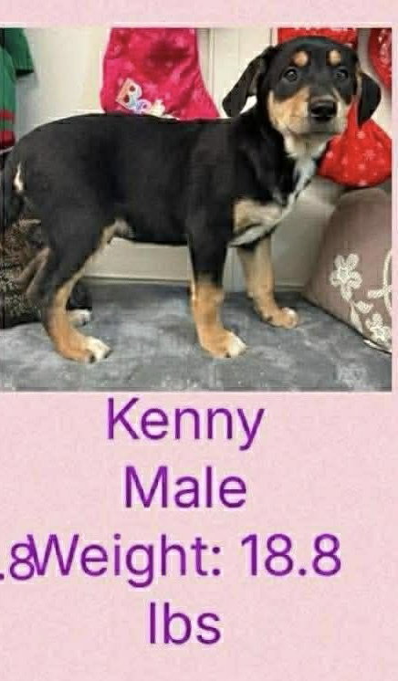 Sibbies : Kenny