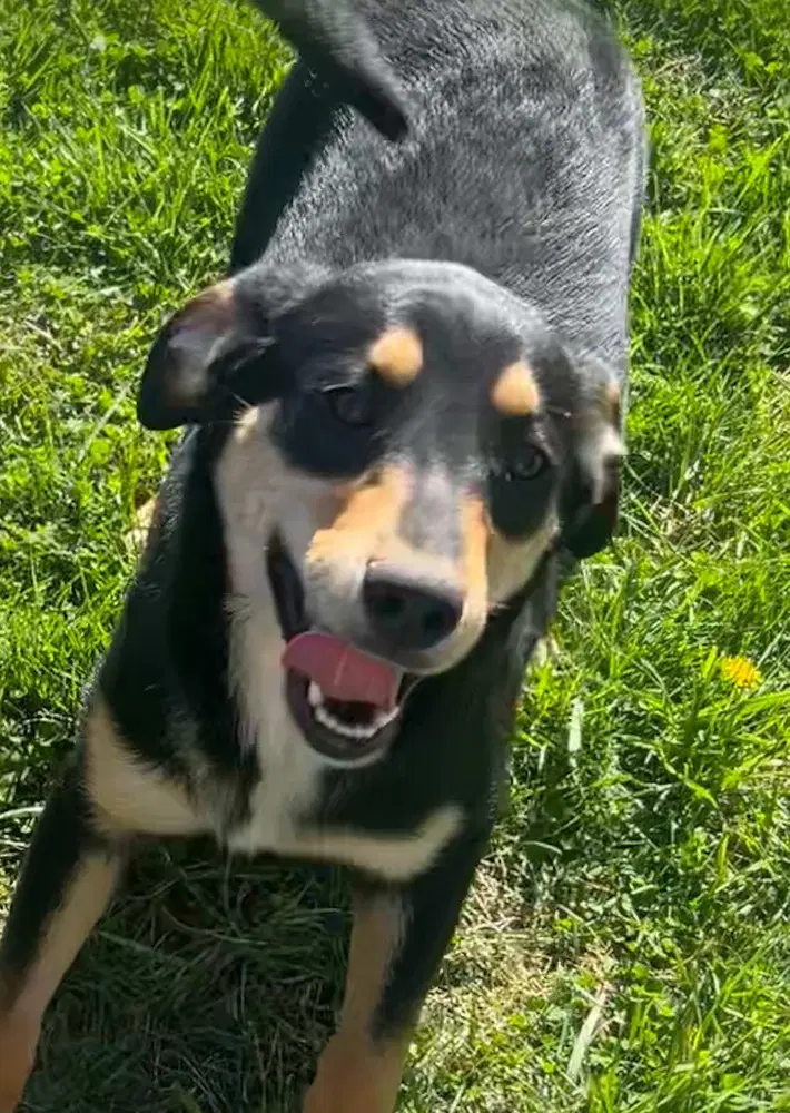 Sibbies  Kenny - German Shepherd Dog