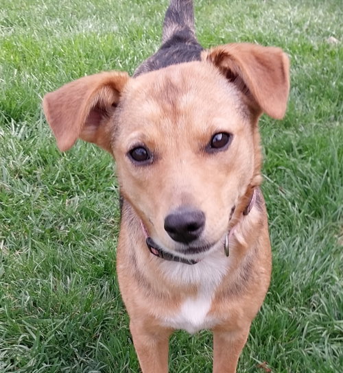 Sisters : Beth Jean, an adoptable Beagle in Aurora, IN