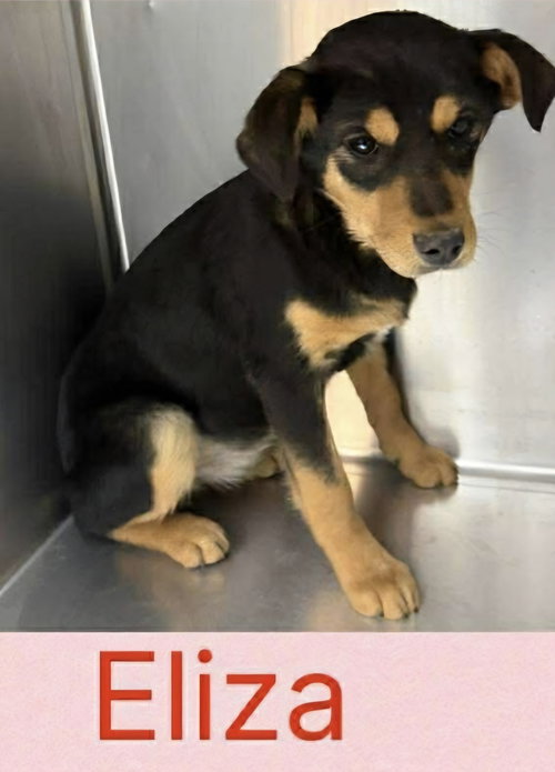 picture of the dog needing adoption