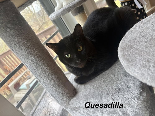 picture of the cat needing adoption