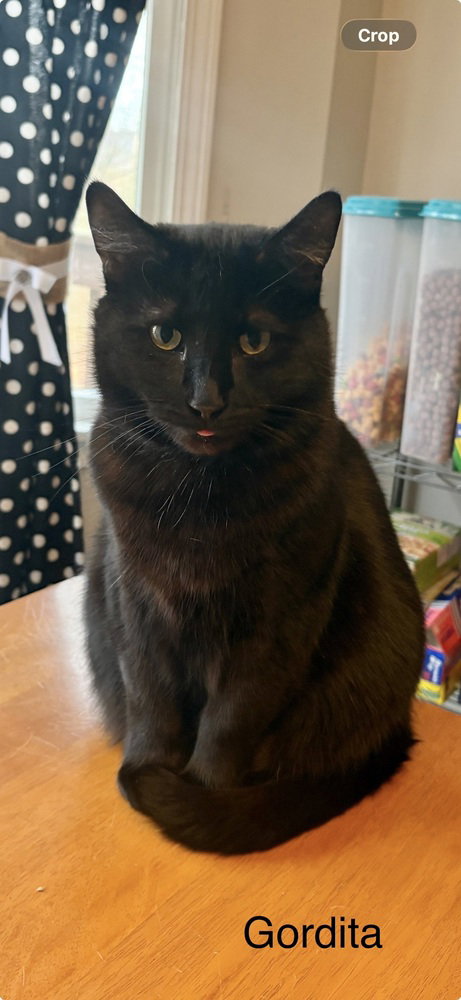 picture of the cat needing adoption