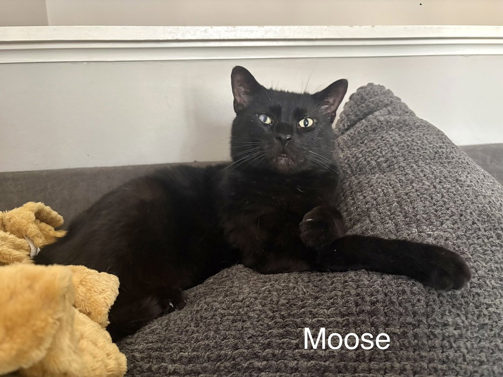 AP : Moose Image