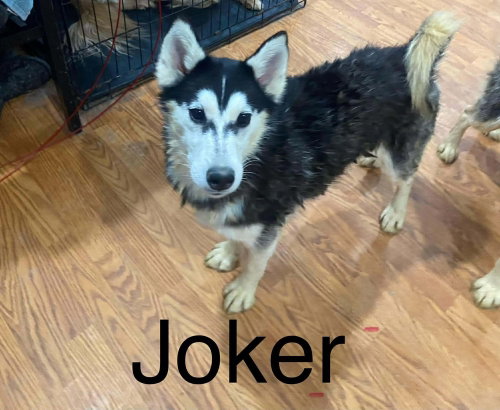 picture of the dog needing adoption