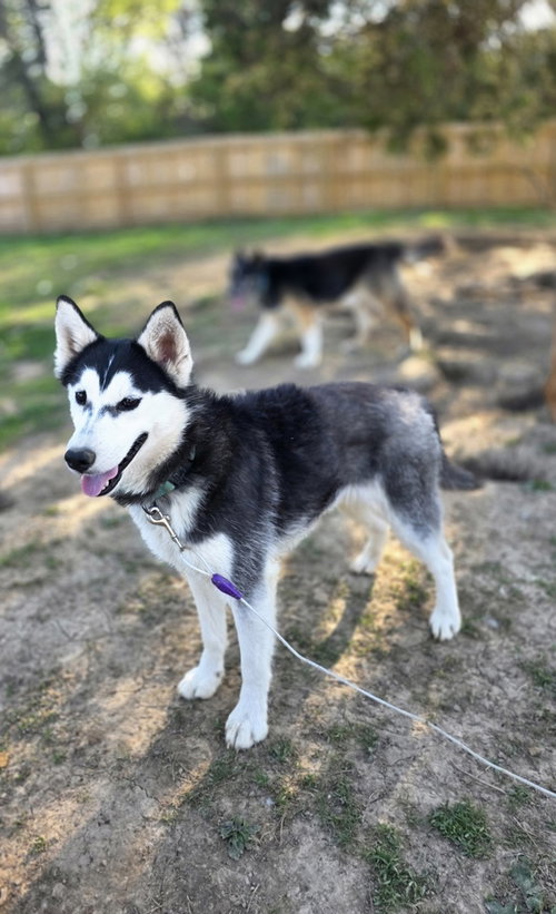 picture of the dog needing adoption