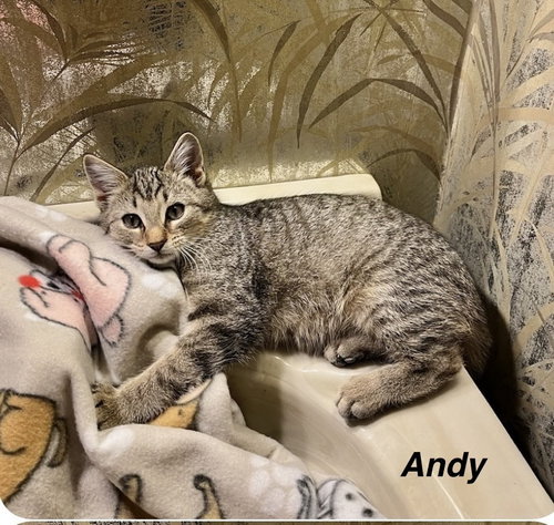 picture of the cat needing adoption