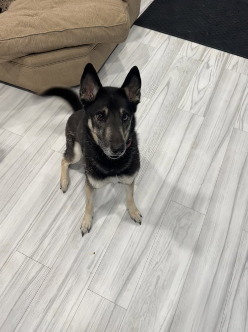 picture of the dog needing adoption