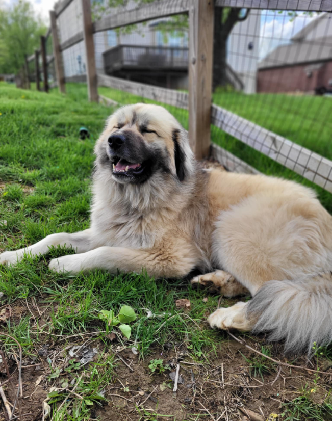Miko Pyr Image