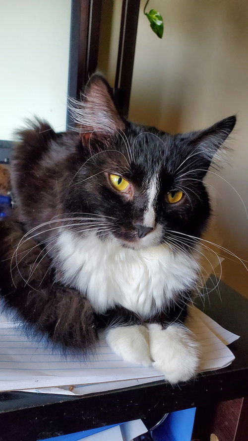 Photo 2 of Hogans : Black Beauty Sammi
