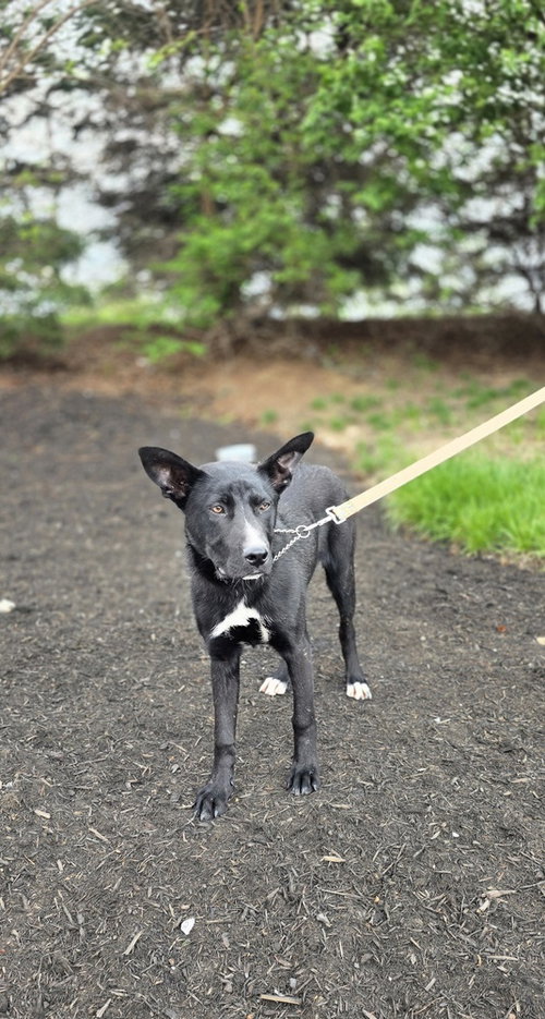 C Bros : Comet, an adoptable German Shepherd Dog in Aurora, IN