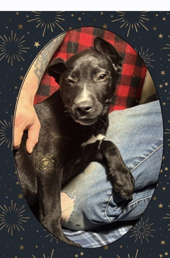 C Bros : Comet