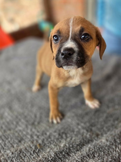 picture of the dog needing adoption