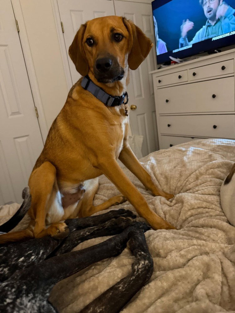 B Babes : Brownie (Bruno) Image
