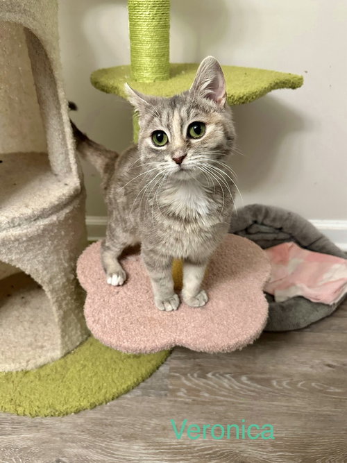 Veronica Kitty, Baby Domestic Short Hair / Domestic Short Hair (short coat), cat for adoption in Covington, Kentucky