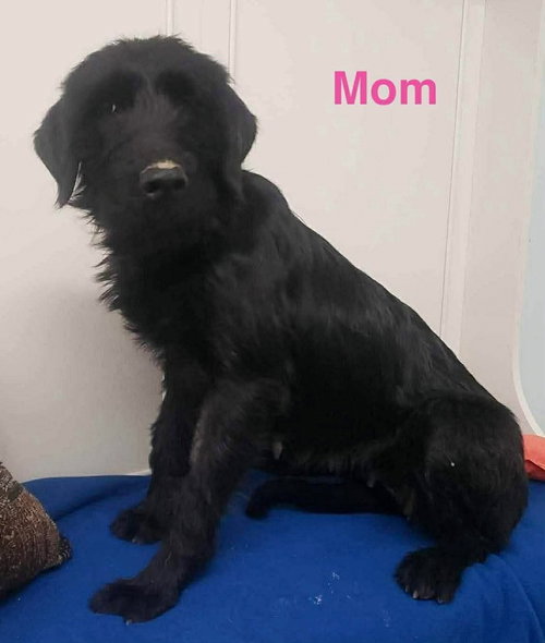 picture of the dog needing adoption