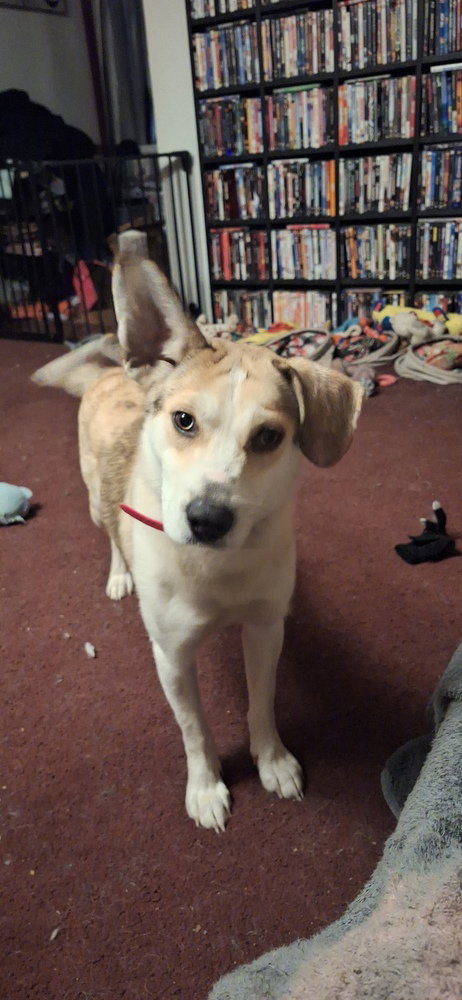 Angel Doll, an adoptable Catahoula Leopard Dog in Aurora, IN