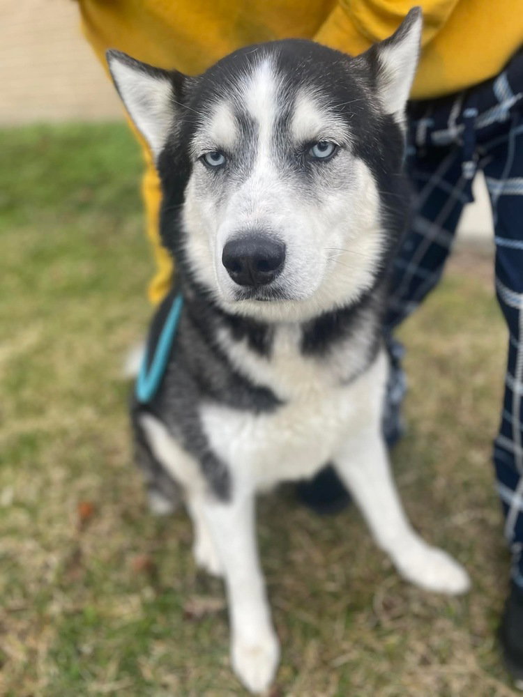 Banditski Image