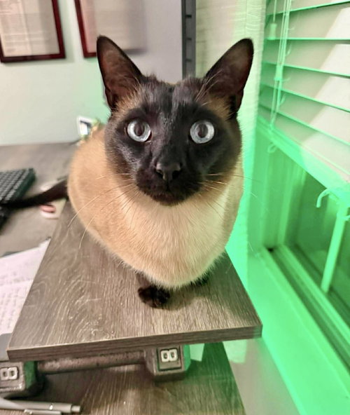 Odin Josey, Adult Siamese (short coat), cat for adoption in Covington, Kentucky