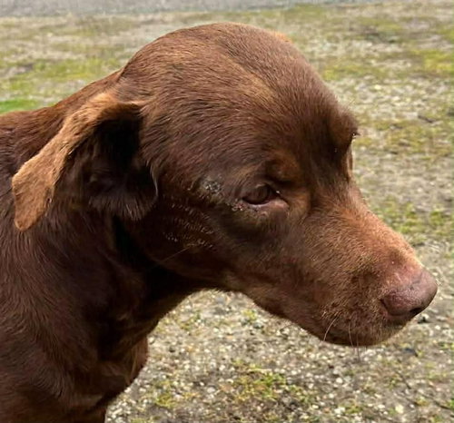 picture of the dog needing adoption