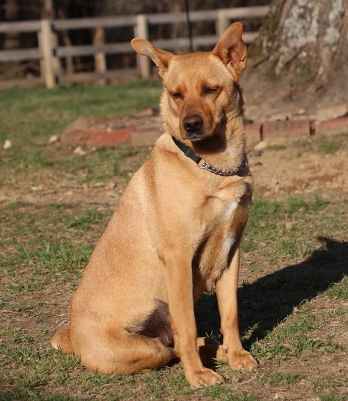 REYA - Feist available for adoption