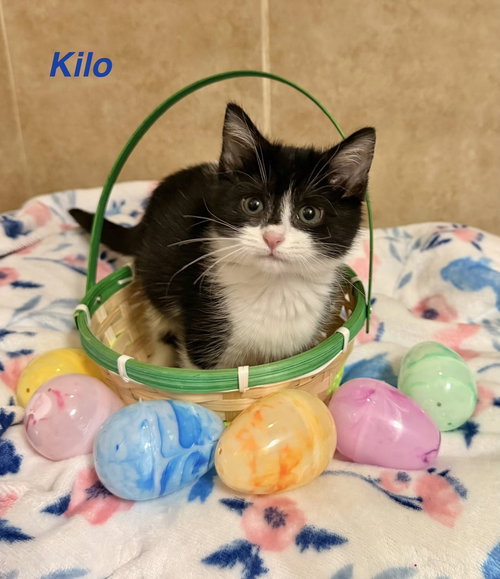 Military Kittens : Kilo, an adoptable Domestic Long Hair in Aurora, IN