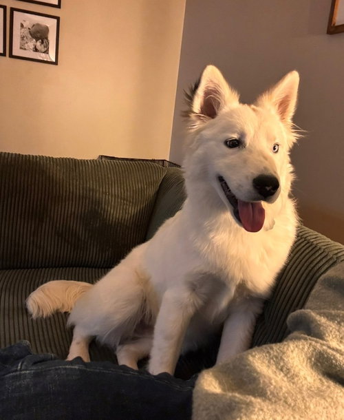 picture of the dog needing adoption