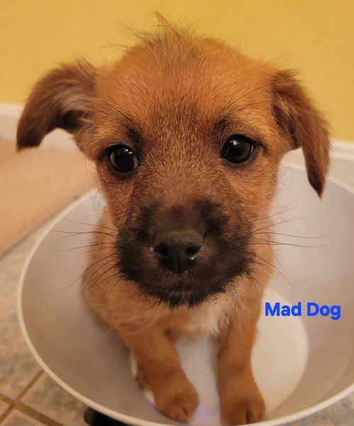 Hanna Barbera Gang :  Mad Dog, an adoptable Feist in Aurora, IN