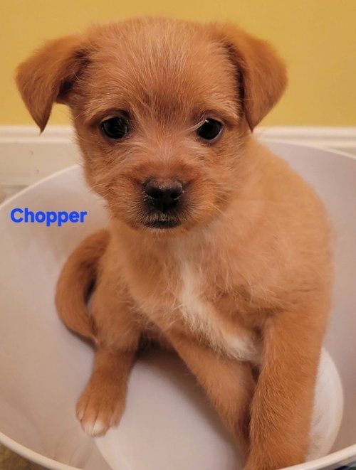 Hanna Barbera Gang :  Chopper, an adoptable Feist in Aurora, IN