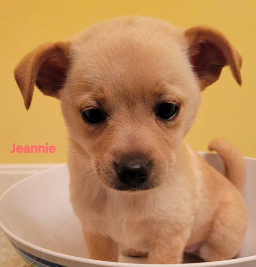 Hanna Barbera Gang :  Jeannie, an adoptable Feist in Aurora, IN