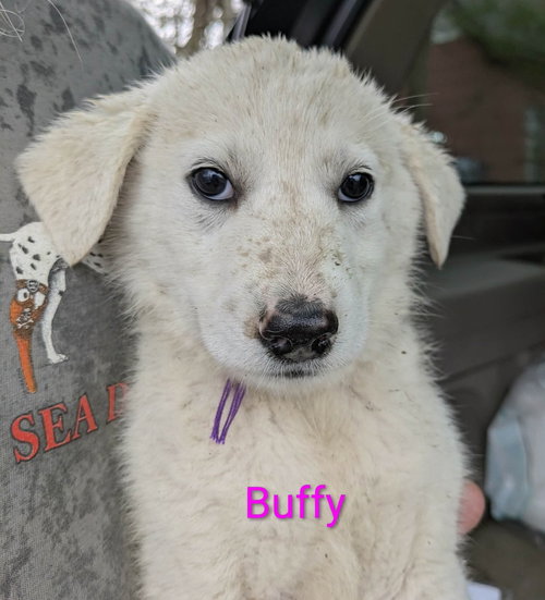 Ruby's Rowdies : Buffy, an adoptable Great Pyrenees in Aurora, IN
