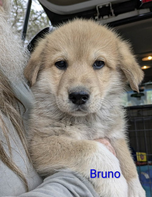 Ruby's Rowdies : Bruno, an adoptable Great Pyrenees in Aurora, IN