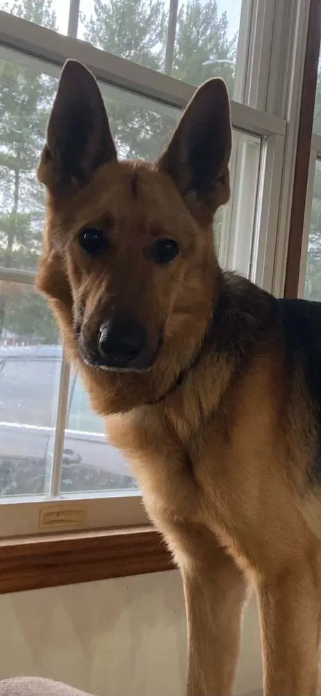 Steel - German Shepherd Dog